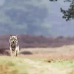 EU duimt dat status van wolf wordt verlaagd, want dat kan grote gevolgen hebben