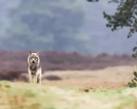 EU duimt dat status van wolf wordt verlaagd, want dat kan grote gevolgen hebben