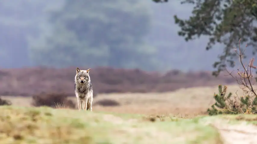 EU duimt dat status van wolf wordt verlaagd, want dat kan grote gevolgen hebben