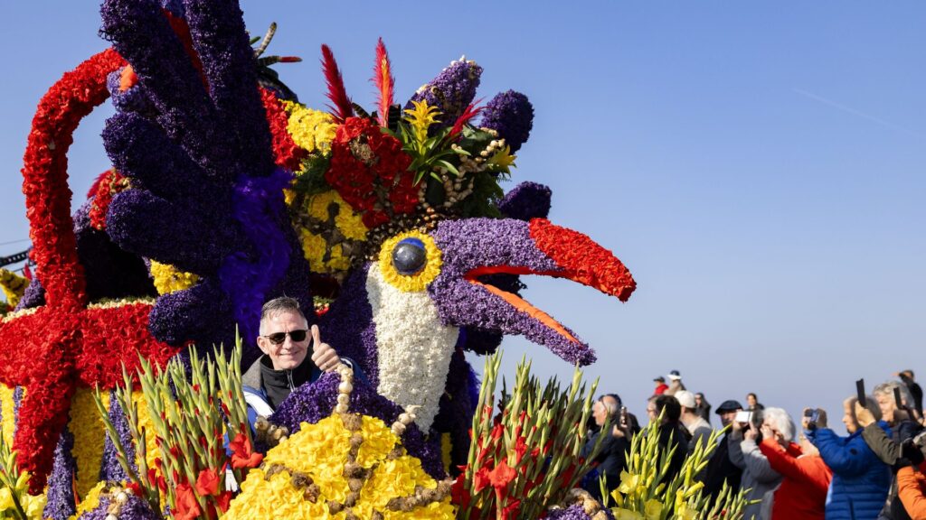 Tulpen toch op tijd voor 'corsozaterdag'