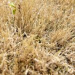 Droogte houdt nog zeker een week aan