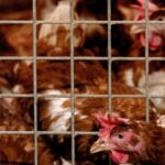 Ophokplicht pluimvee vervalt in groot deel Nederland, maar niet in Gelderse Vallei