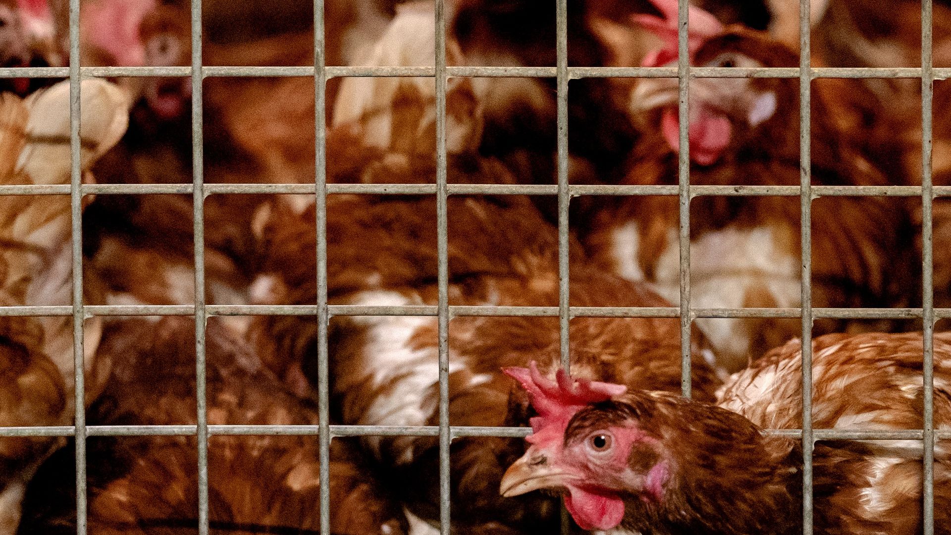 Ophokplicht pluimvee vervalt in groot deel Nederland, maar niet in Gelderse Vallei