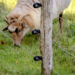 Wolf eet vooral wilde zwijnen en herten, schapen beperkt op het menu