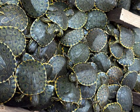Duizenden babyschildpadden onderschept in Mexico