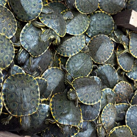 Duizenden babyschildpadden onderschept in Mexico