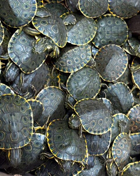 Duizenden babyschildpadden onderschept in Mexico