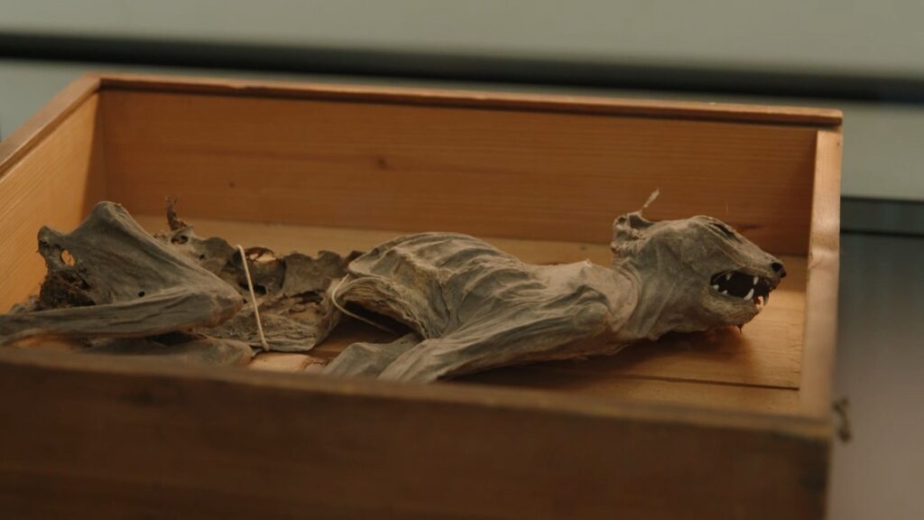 Na dik een eeuw terug in Grote Kerk Breda: een 600 jaar oude mummiekat