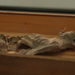 Na dik een eeuw terug in Grote Kerk Breda: een 600 jaar oude mummiekat