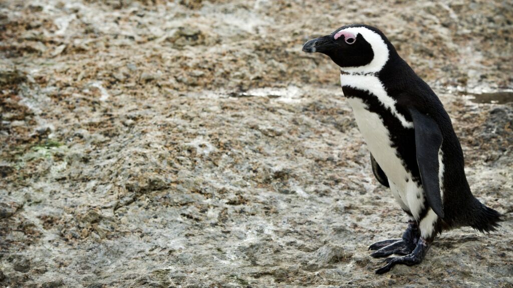 Pinguïns Beekse Bergen dood die eerder ziekte in Friesland overleefden