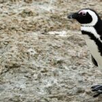 Pinguïns Beekse Bergen dood die eerder ziekte in Friesland overleefden