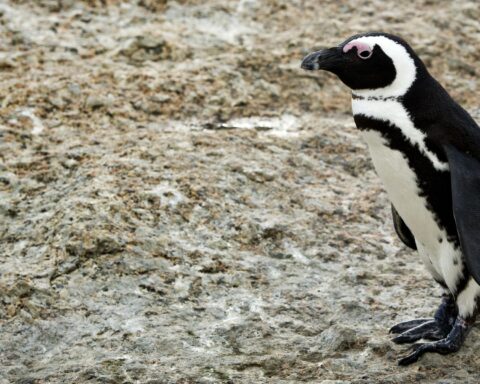 Pinguïns Beekse Bergen dood die eerder ziekte in Friesland overleefden