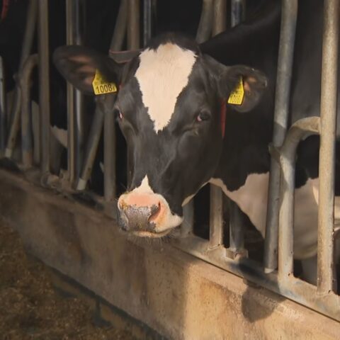 NSC neemt voorschot op plannen minister voor de veehouderij