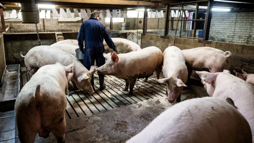 Veestapel verder gekrompen, minder dan 10 miljoen varkens in Nederland