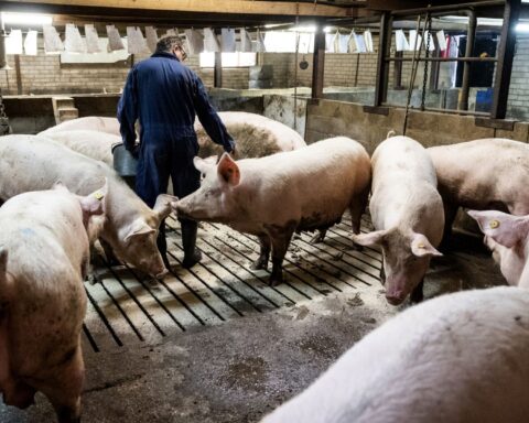 Veestapel verder gekrompen, minder dan 10 miljoen varkens in Nederland
