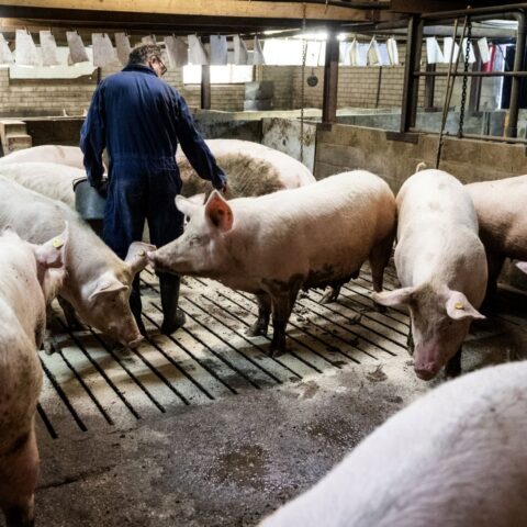 Veestapel verder gekrompen, minder dan 10 miljoen varkens in Nederland