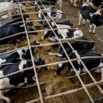 Boeren eisen vergunning: 'Moeras waarin je wegzakt'
