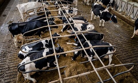 Boeren eisen vergunning: 'Moeras waarin je wegzakt'