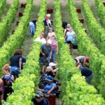 Champagnebedrijf krijgt straf voor misbruik van migrantenarbeiders