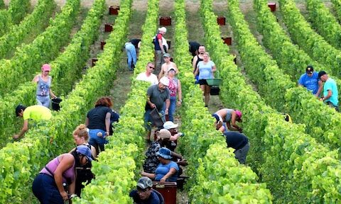 Champagnebedrijf krijgt straf voor misbruik van migrantenarbeiders