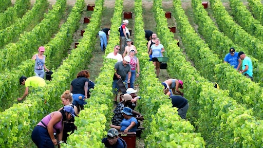 Champagnebedrijf krijgt straf voor misbruik van migrantenarbeiders