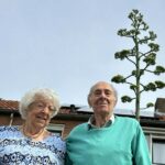 Echtpaar uit Zeeland verrast door groei van agaveplant na 40 jaar