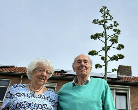 Echtpaar uit Zeeland verrast door groei van agaveplant na 40 jaar