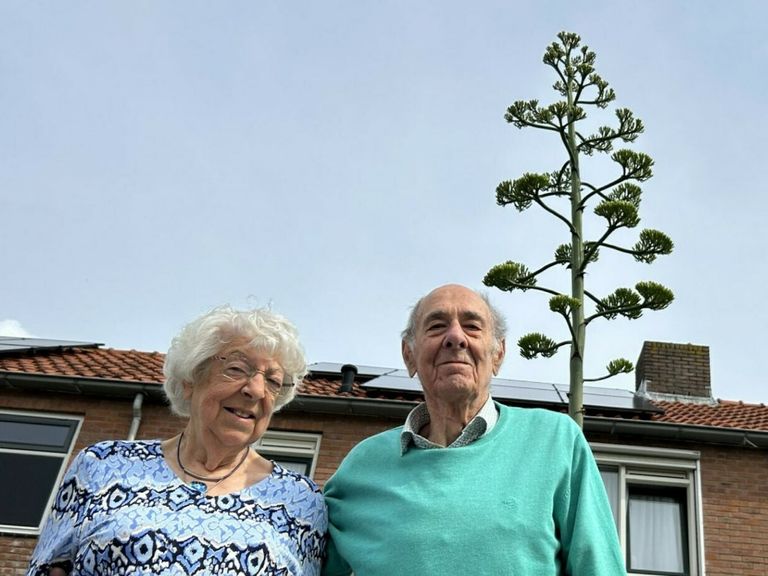 Echtpaar uit Zeeland verrast door groei van agaveplant na 40 jaar