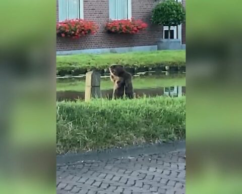 Grote bever gezien in Schipluiden woonwijk
