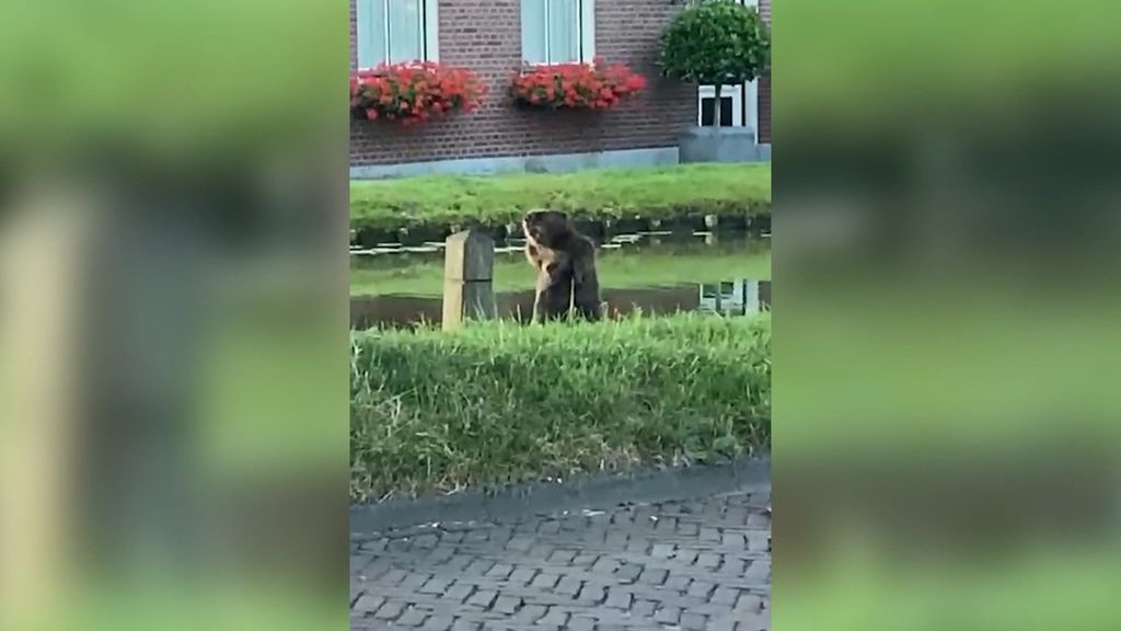 Grote bever gezien in Schipluiden woonwijk
