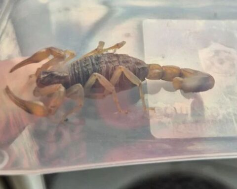 Kind vindt zwangere schorpioen in nieuwe schooltas in Tilburg