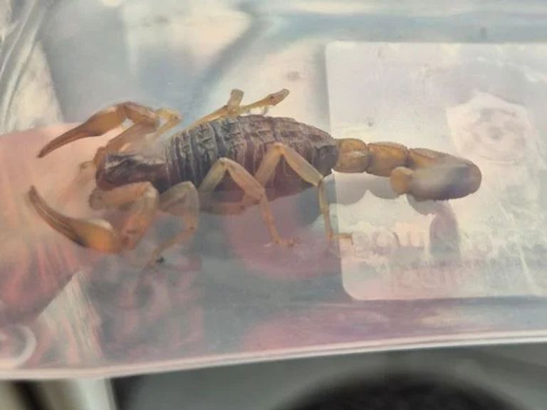Kind vindt zwangere schorpioen in nieuwe schooltas in Tilburg