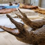 Krokodil gestolen: winkelmedewerker ontslagen na incident met reptiel