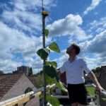 Man uit Enschede benadert wereldrecord met enorme zonnebloem