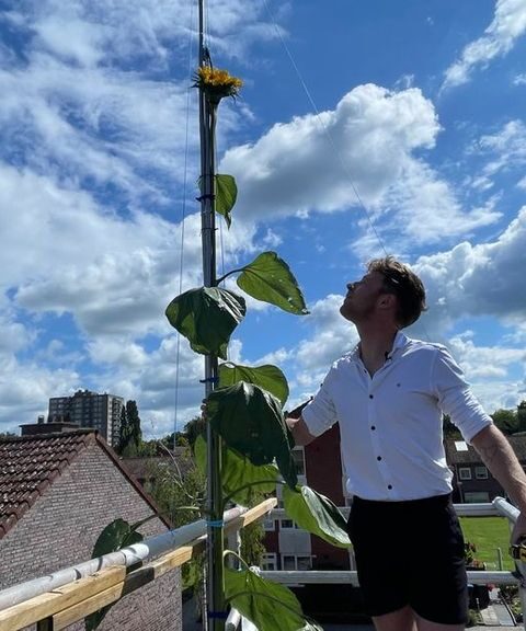 Man uit Enschede benadert wereldrecord met enorme zonnebloem