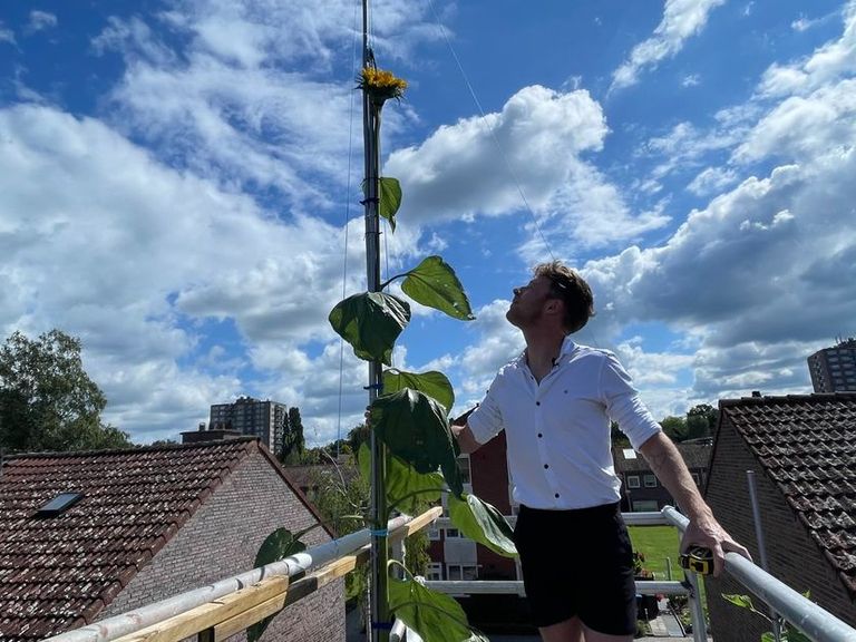 Man uit Enschede benadert wereldrecord met enorme zonnebloem