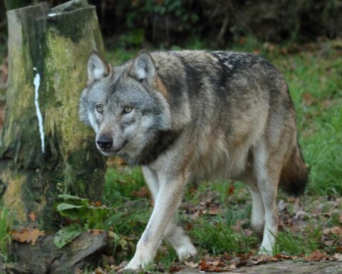 Onderzoek gaande na nieuwe vermoedelijke wolfaanval op kind in Den Treek