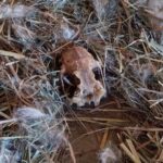 Politie vindt verwaarloosde dieren en botten in woning van Friese dierenarts