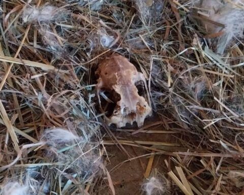 Politie vindt verwaarloosde dieren en botten in woning van Friese dierenarts