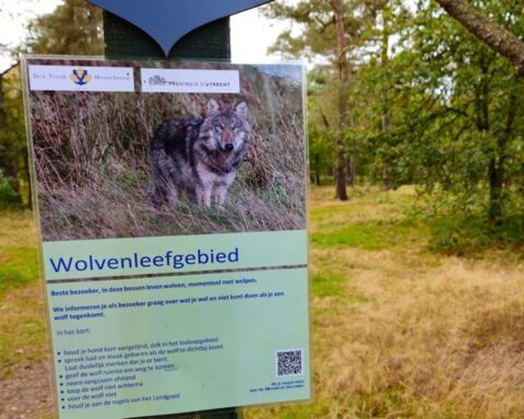 Rechter staat provincie Utrecht toe probleemwolf af te schieten