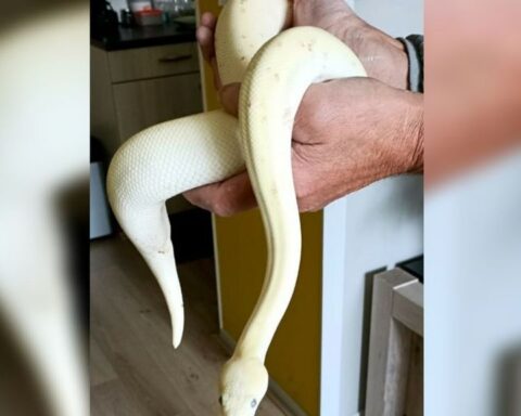 Twee exotische slangen opgedoken rond Assen in één week tijd