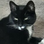 Vermiste kat keert na tien jaar terug naar huis in Vlissingen