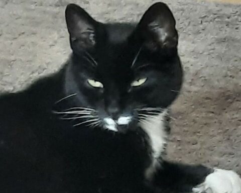 Vermiste kat keert na tien jaar terug naar huis in Vlissingen