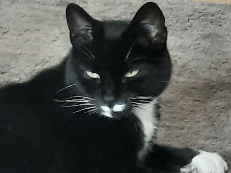 Vermiste kat keert na tien jaar terug naar huis in Vlissingen