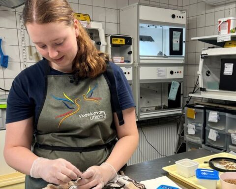 Vogelopvang Utrecht kampt met overvolle capaciteit door hitte van gierzwaluwen