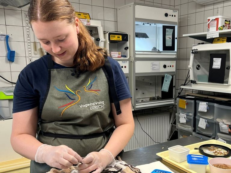 Vogelopvang Utrecht kampt met overvolle capaciteit door hitte van gierzwaluwen