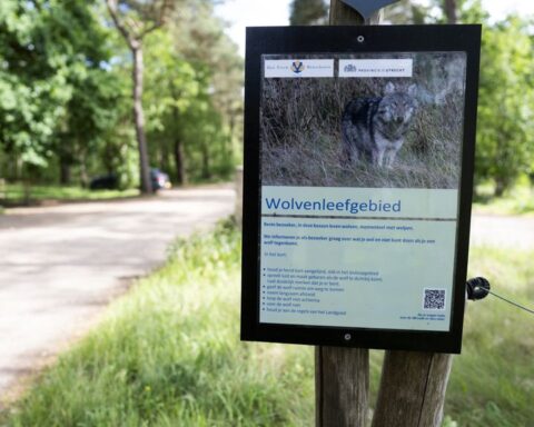 Wederom bijtincident met wolf gemeld in de bossen van Utrecht
