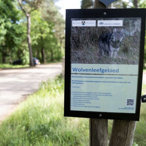 Wederom bijtincident met wolf gemeld in de bossen van Utrecht