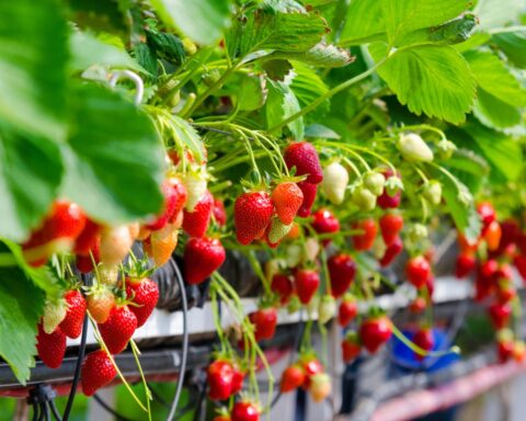 Aardbeienoogst in Nederland verdubbelde in 15 jaar
