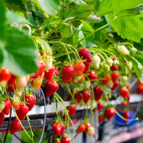 Aardbeienoogst in Nederland verdubbelde in 15 jaar